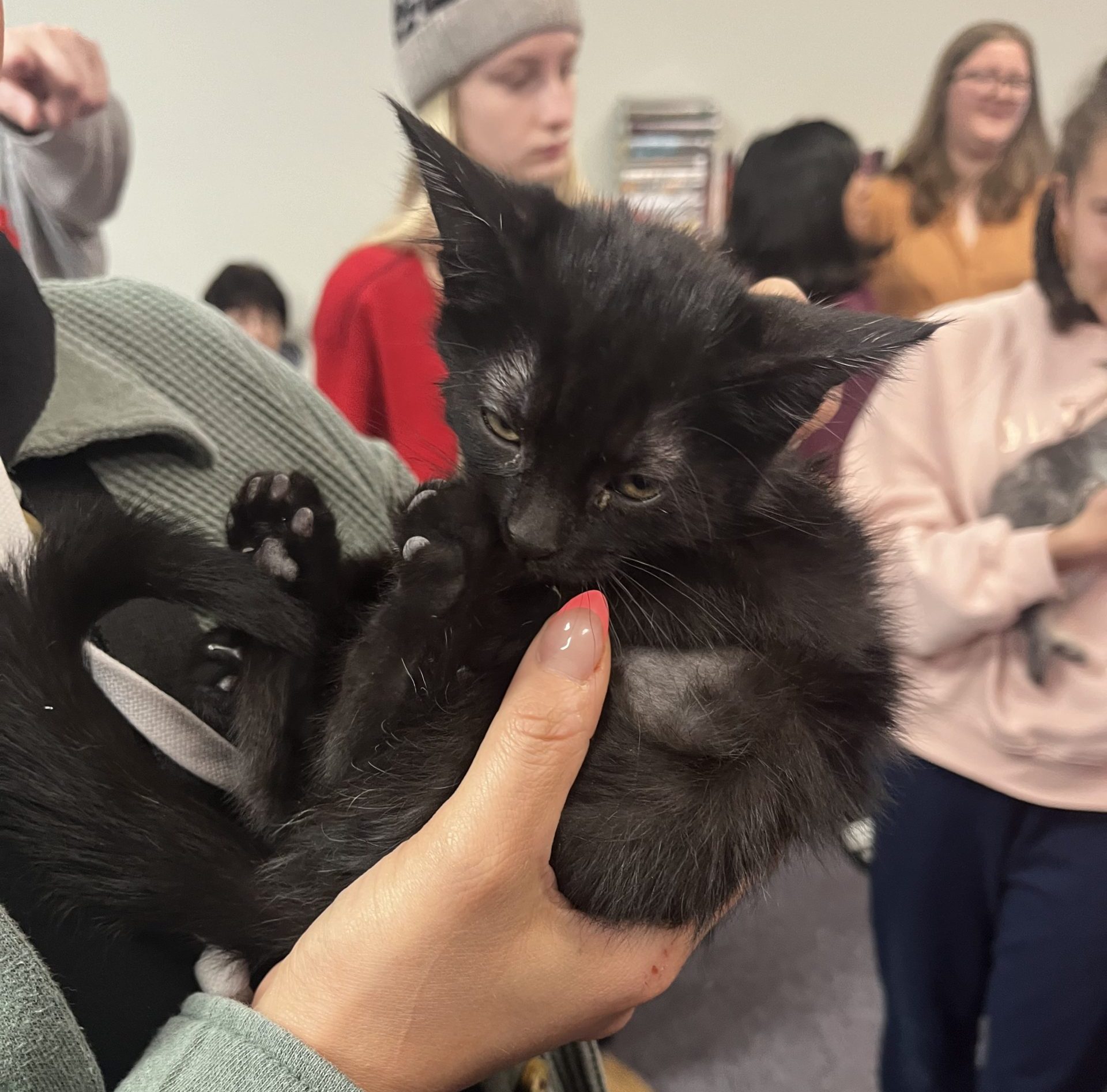 At the Gretna Public Library, Abbie, one of the kittens up for adoption through the Nebraska Humane Society, is cuddled by her potential new owner. The Gretna Public Library hosted the Kitty Caffe event in conjunction with the NHS and The Beanery.  