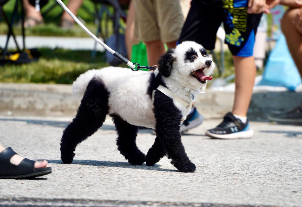 Among other uniquely painted dogs, the smallest one caught the crowds attention for its panda appearance. 