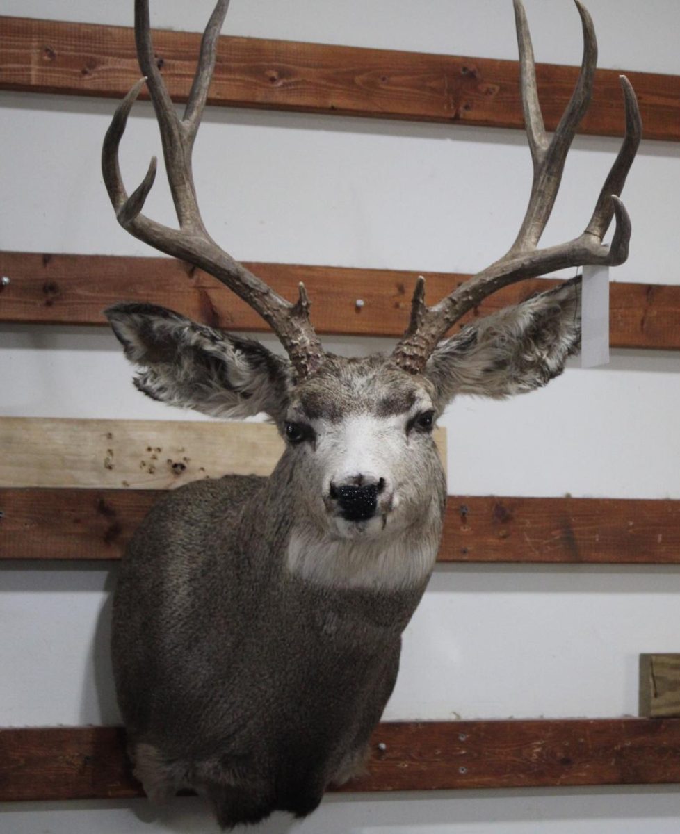 In Countryside Taxidermy Studio, owned by night custodian, Rick Jacobsen, a buck mount hangs on the wall, staring at visitors of the shop. 